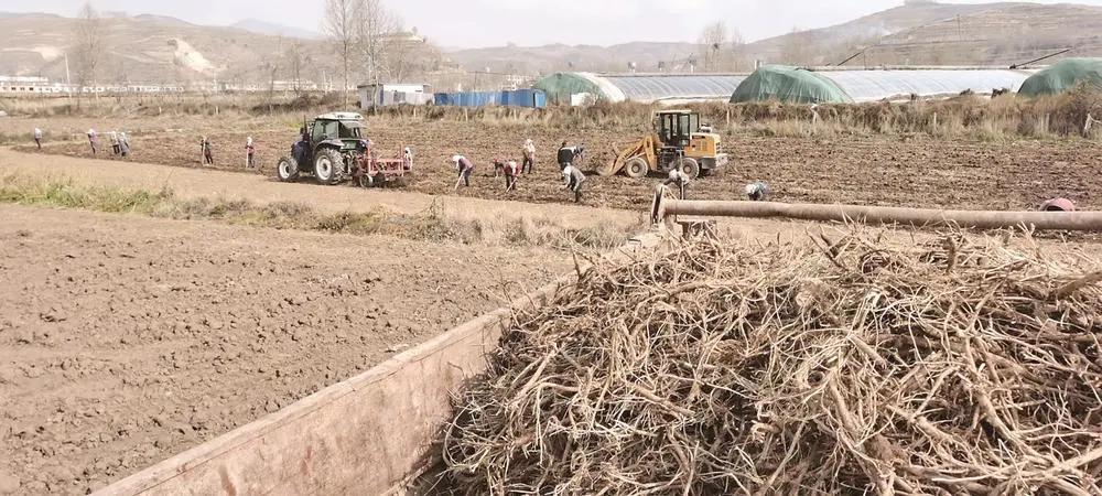 黄芪种植技术和方法,黄芪种植技术和管理方法
