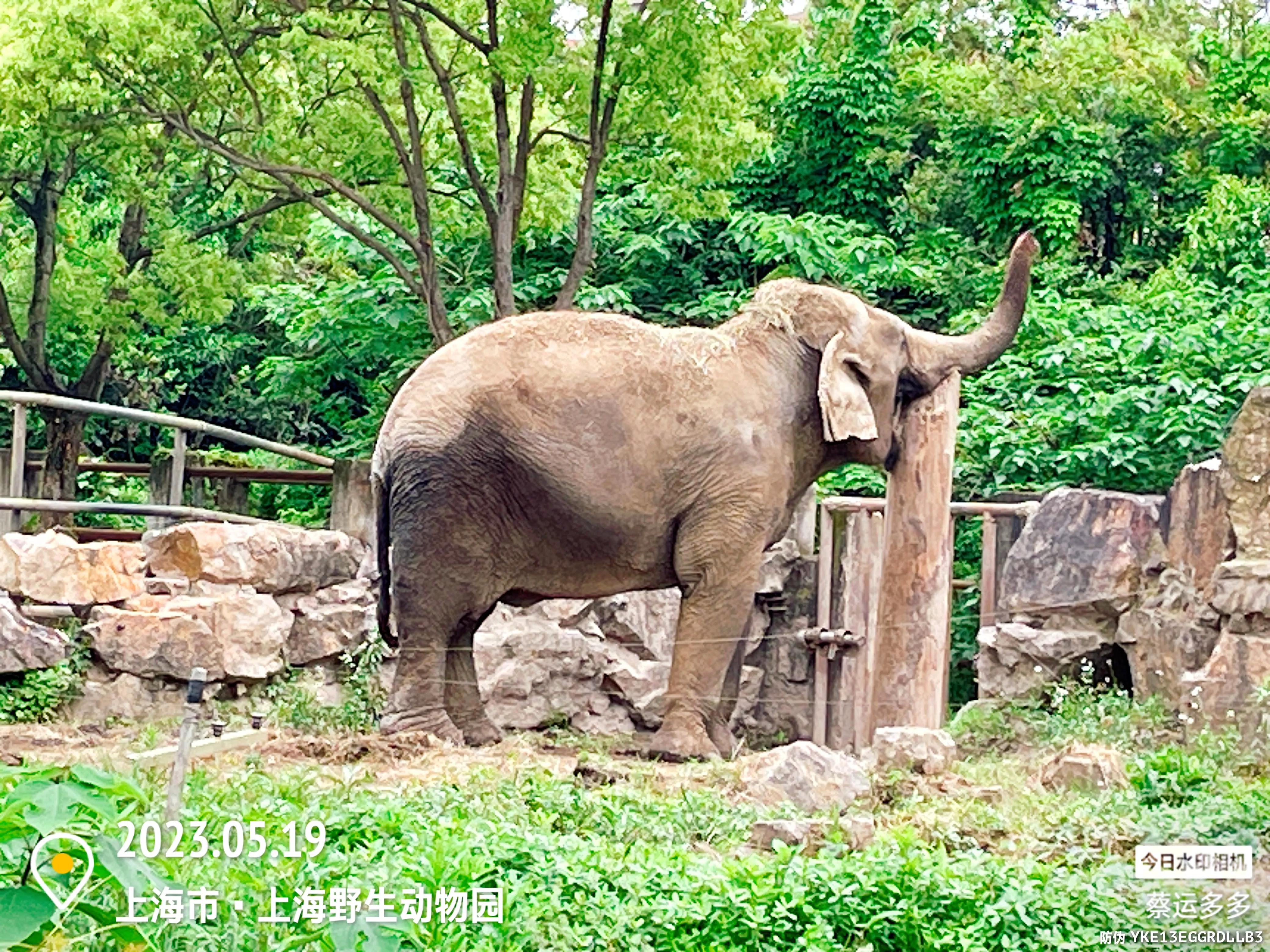 我喜爱的动物是小猫,什么动物招人喜爱