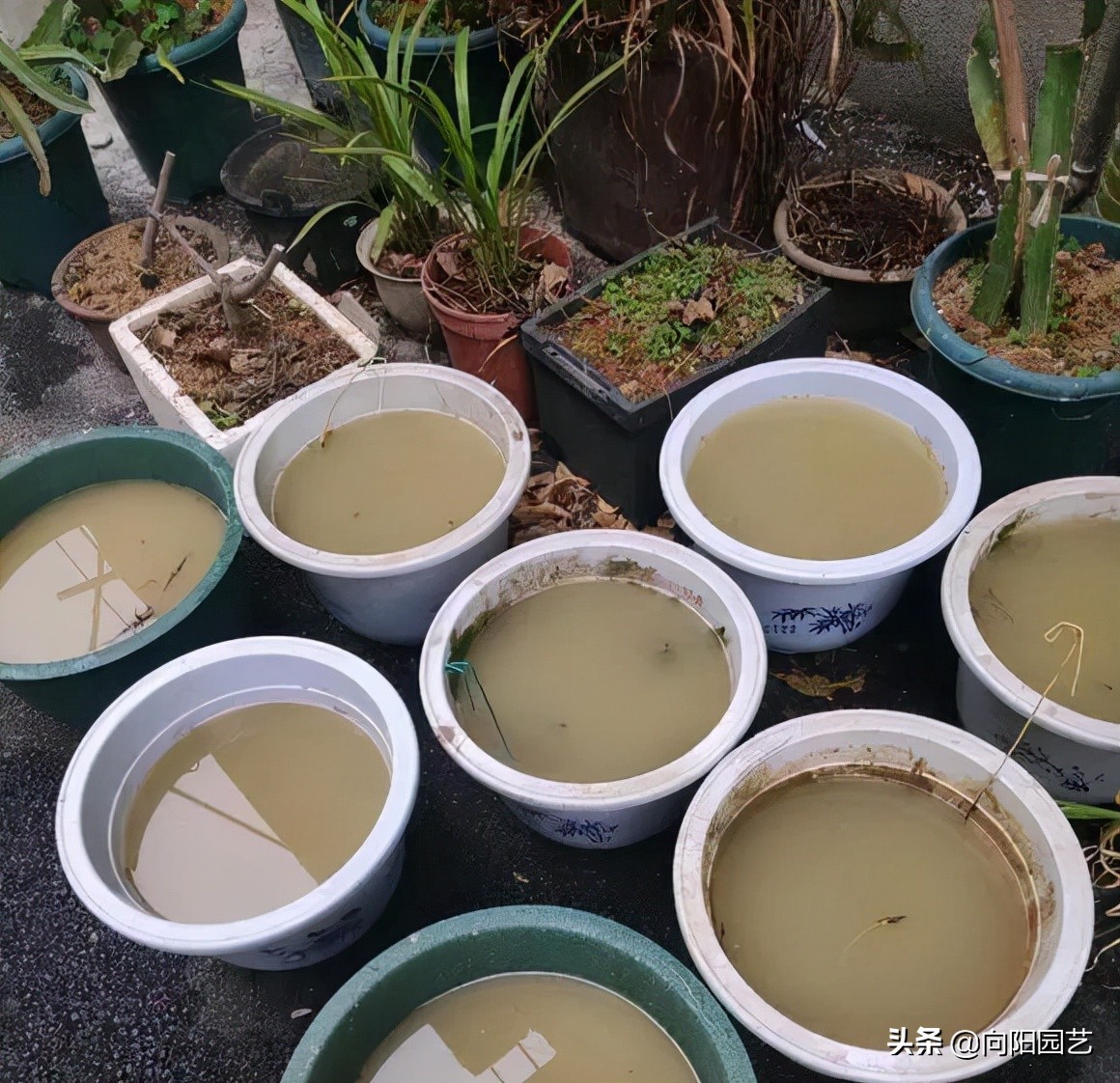 怎样种水中圣母碗莲,水中圣母碗莲种植教程