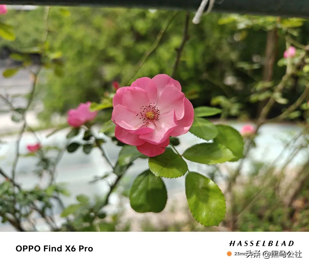 oppo和小米拍照对比,oppo大战vivo