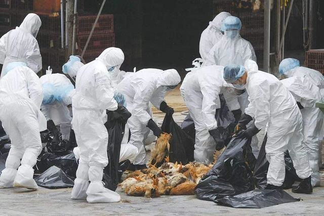 台湾为什么鸡蛋短缺,台湾鸡蛋为什么那么贵