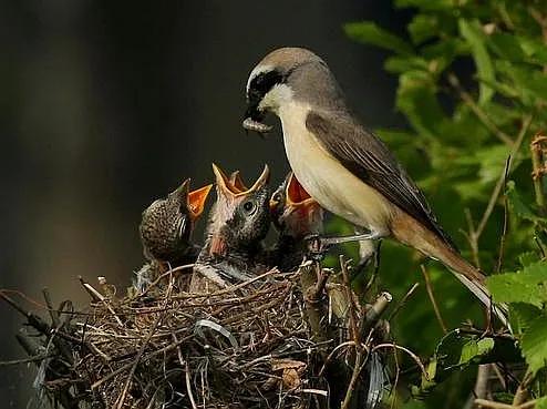 屠夫伯劳小说,伯劳屠夫鸟视频
