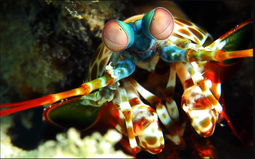 螳螂虾能用多少秒捕食猎物,螳螂虾捕食猎物过程