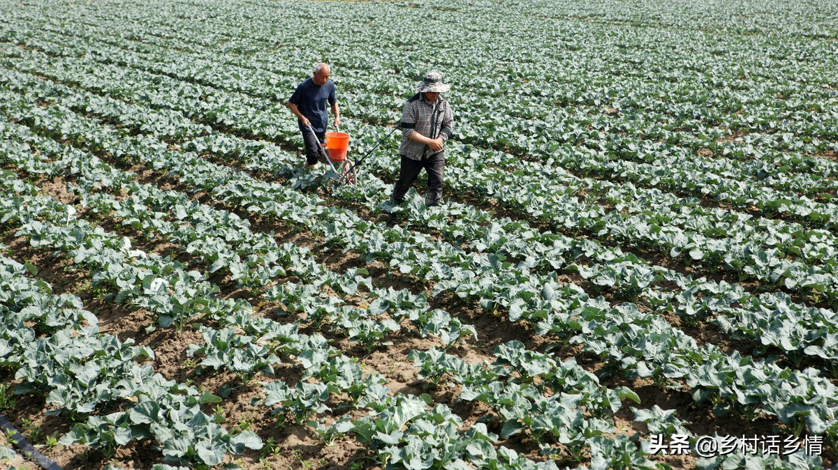 种菜缺少有机肥，手把手教你7天就能做好，再也不用化肥了