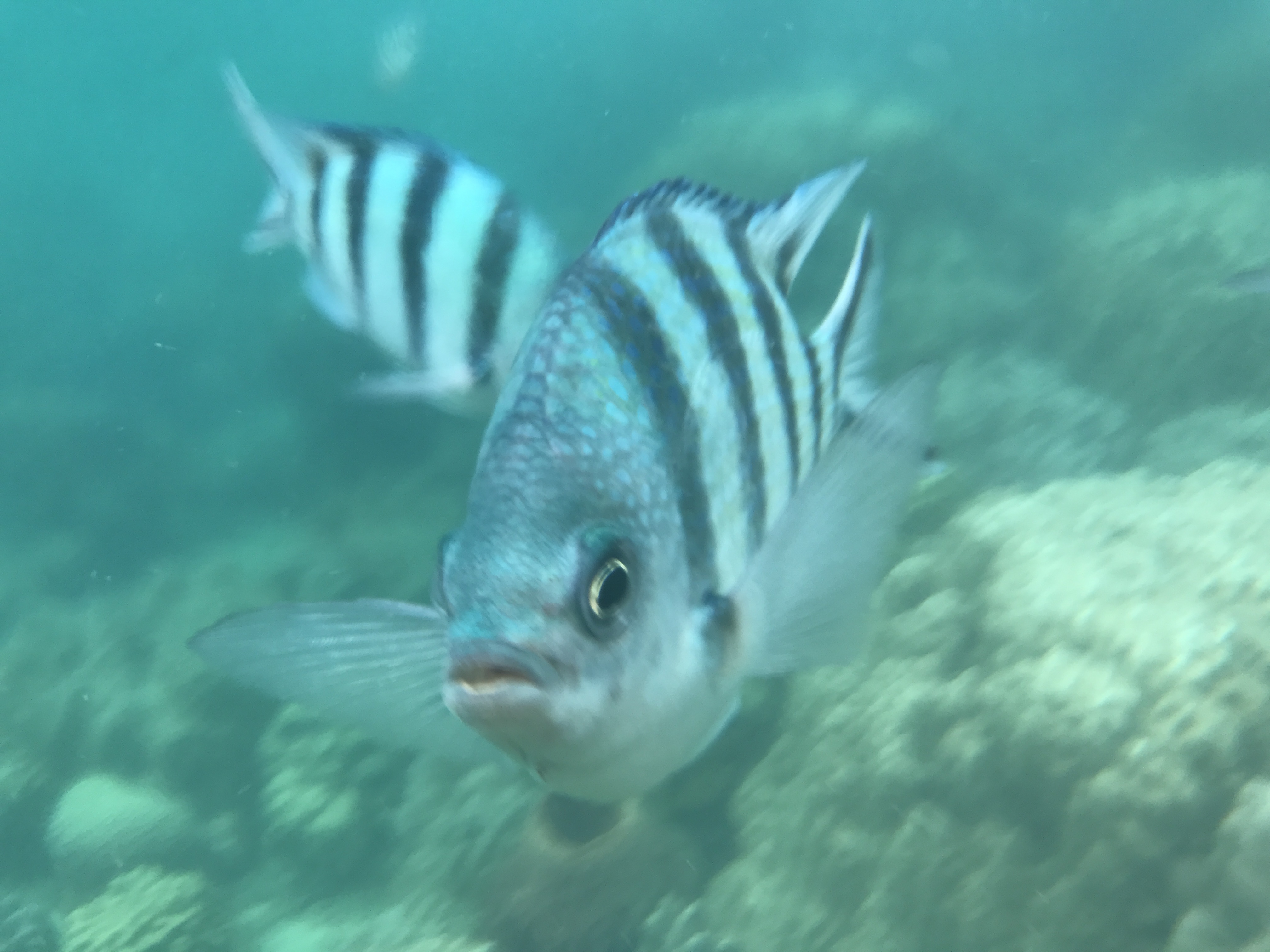 泰国旅游攻略海岛浮潜,泰国象岛跟团游