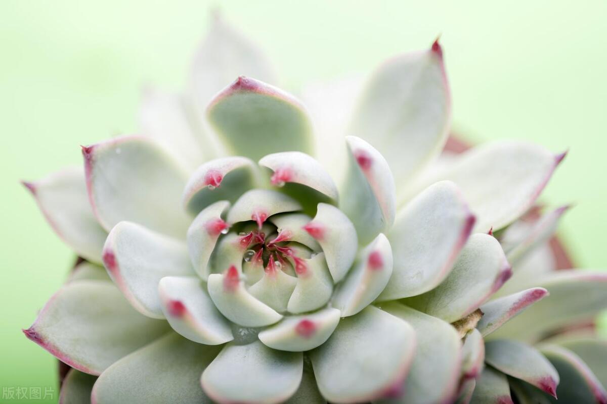 多肉越来越长怎么办,多肉长得快怎么办