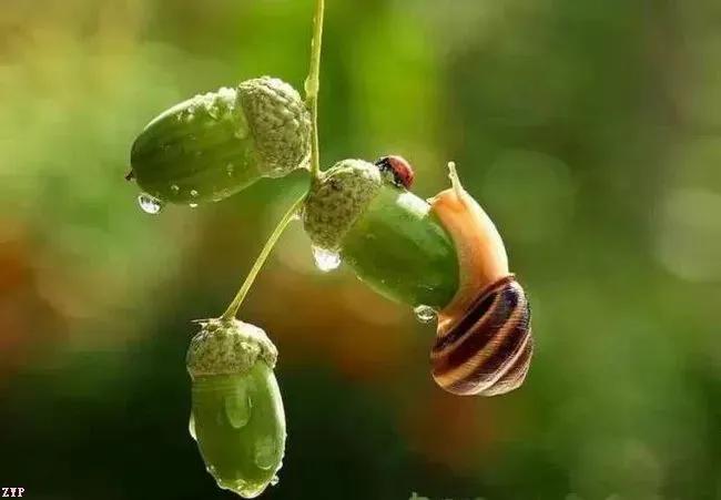 20张让人感叹的动物图片,难得一见的动物照片