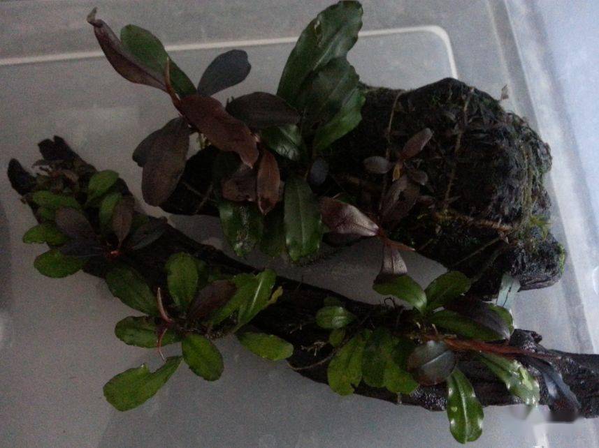 水下叶迷你辣椒榕,蓝精灵辣椒榕在水下开花吗