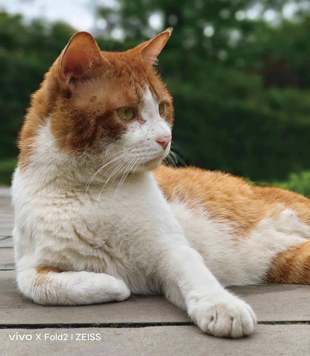 vivoxfold2深度评测值得买吗,vivo大折叠xfold2白色