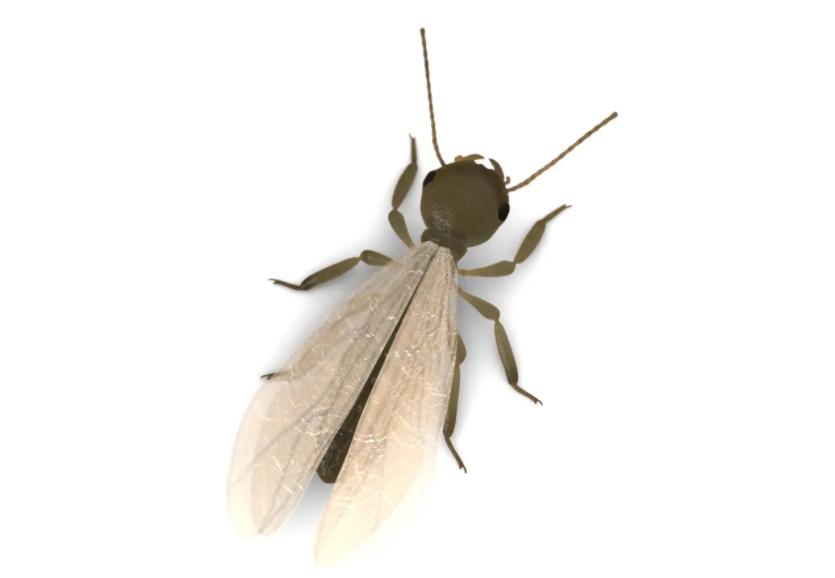 白蚁防治什么药最好,白蚁防治中心一般用什么白蚁药