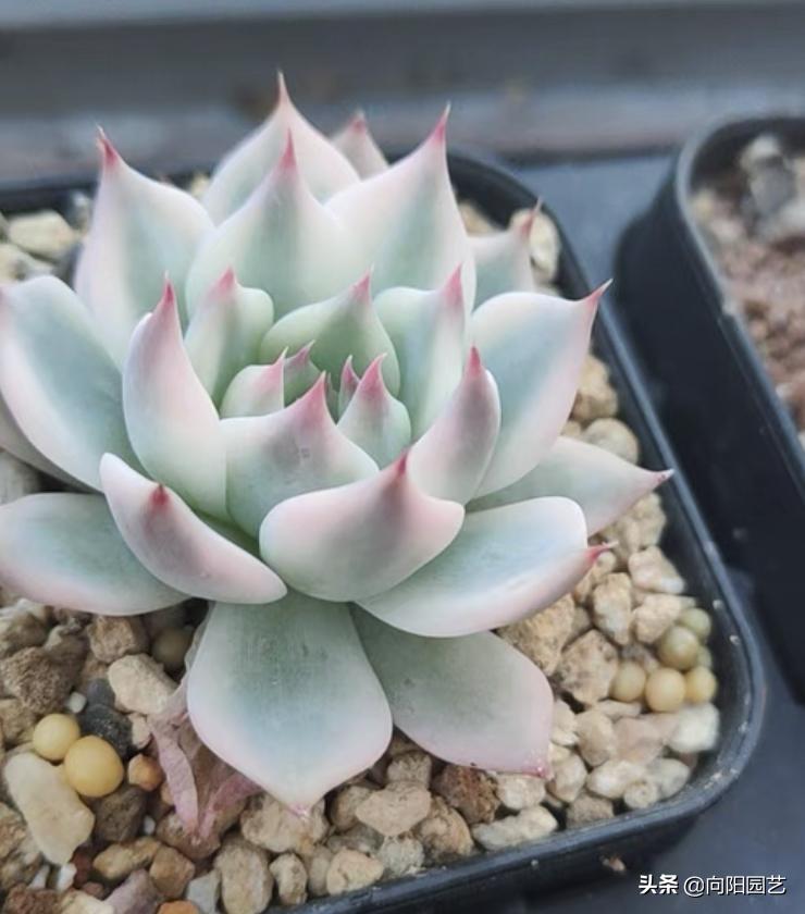 吉娃娃最便宜是多少钱一只,吉娃娃锦和吉娃娃覆轮锦区别