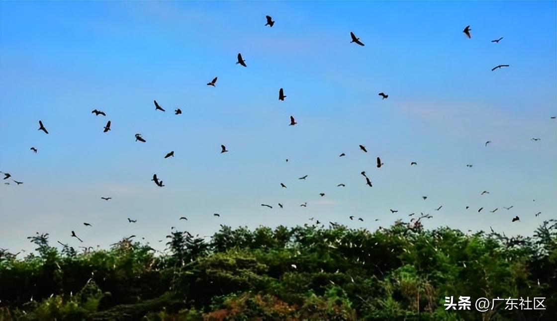 春季国内观鸟热门地,这份观鸟地图请收好