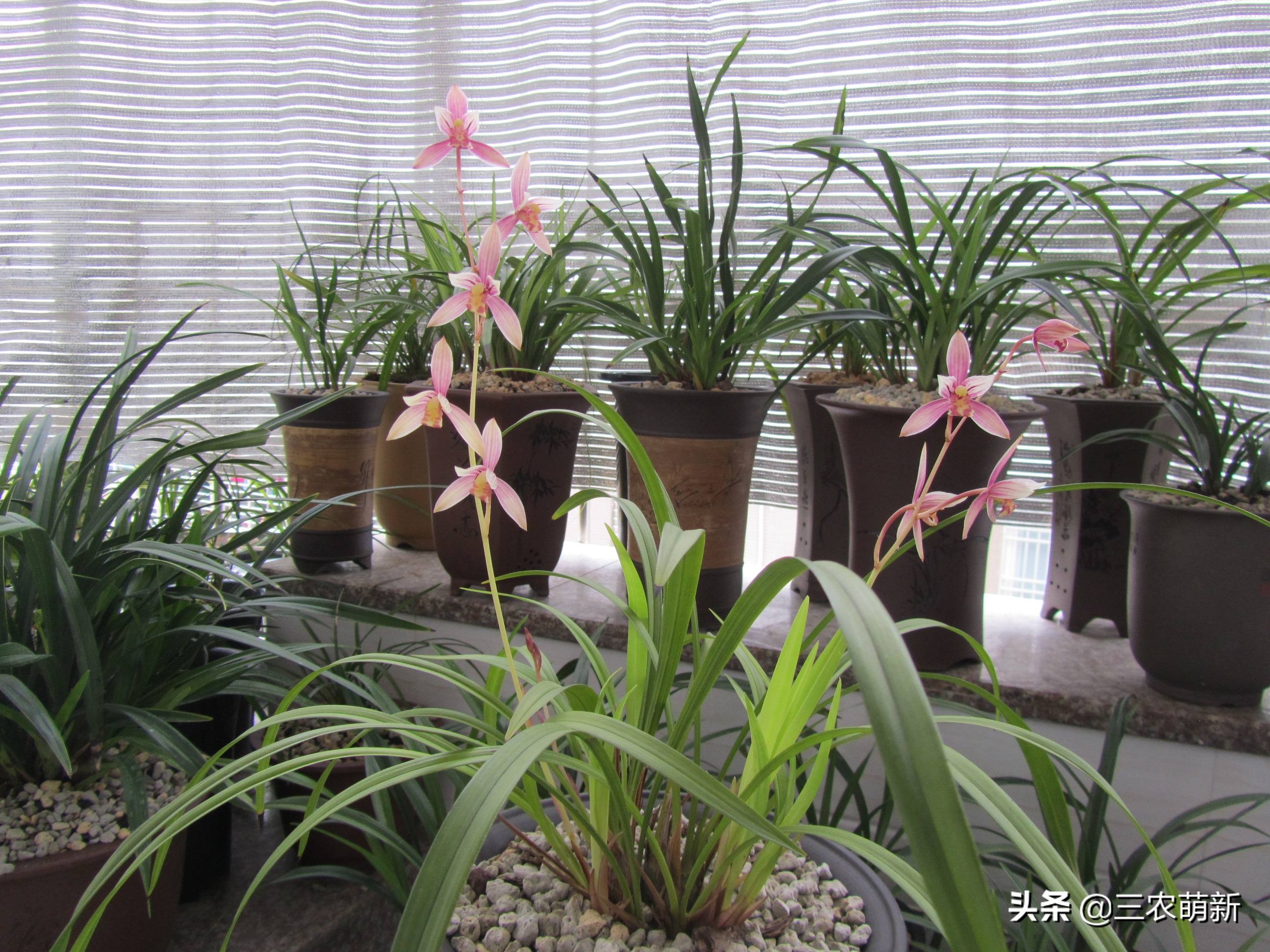 什么样的兰花好养并且花好看且香,兰花哪个品种好活好养又好看