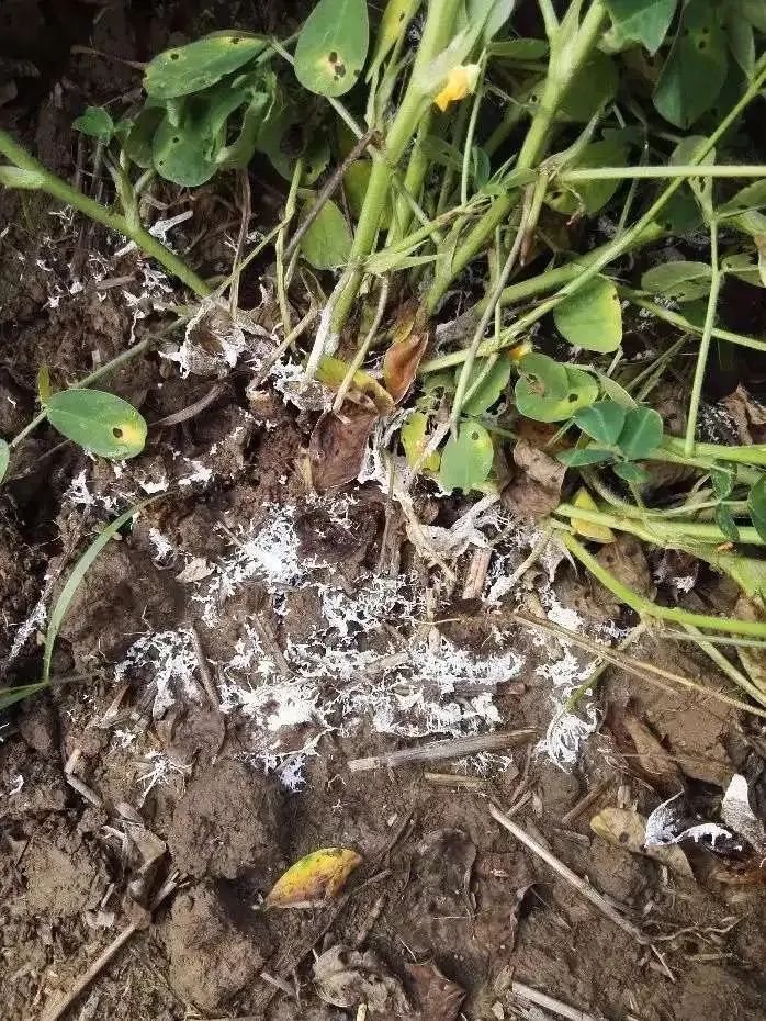 春季真柏盆景如何进行病虫害防治,不用防治的植物病害