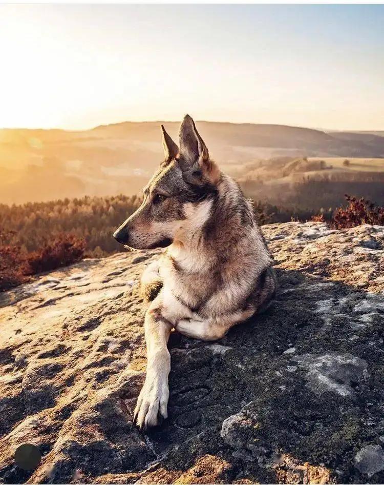 繁殖捷克狼犬赚钱吗,包办婚姻的狗狗