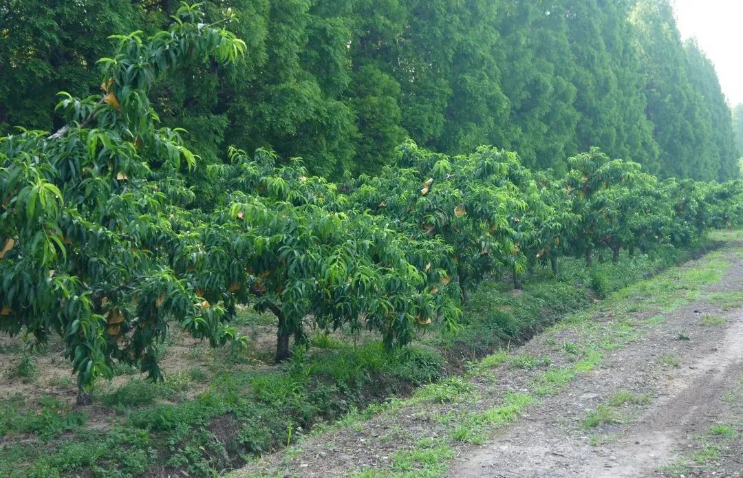 黄金油桃几月上市,山东蒙阴黄金蜜一号油桃