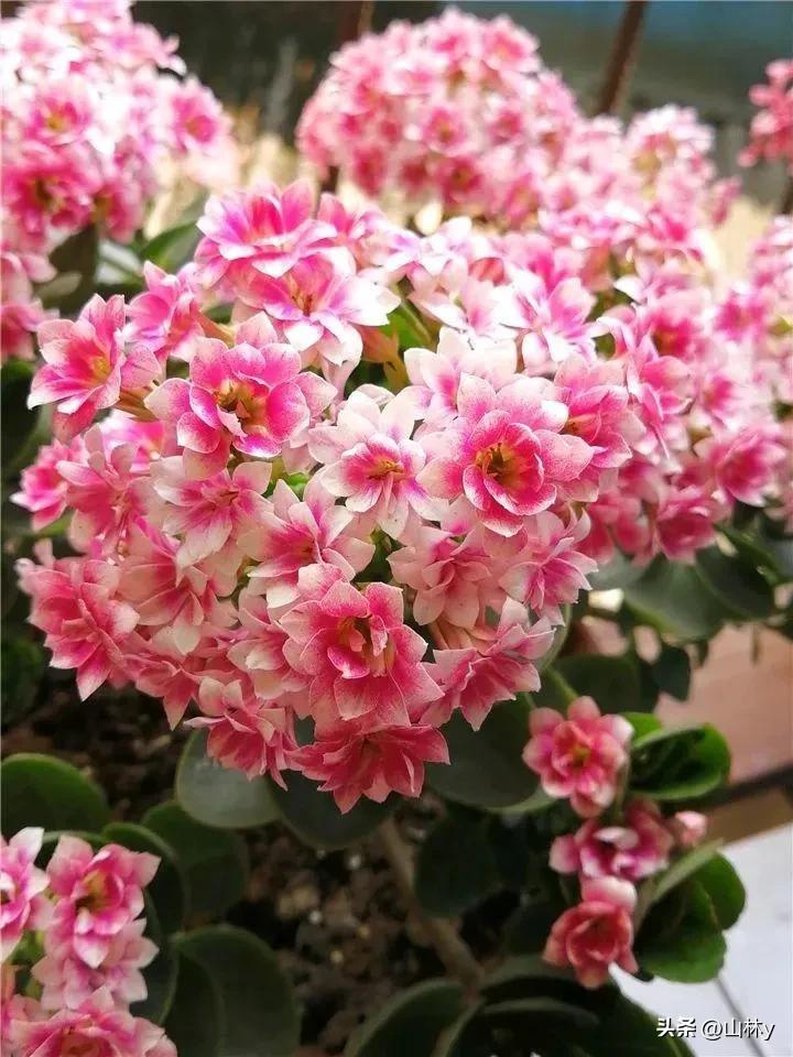 五颜六色的花朵养眼舒心,灵动秀美的花朵图片