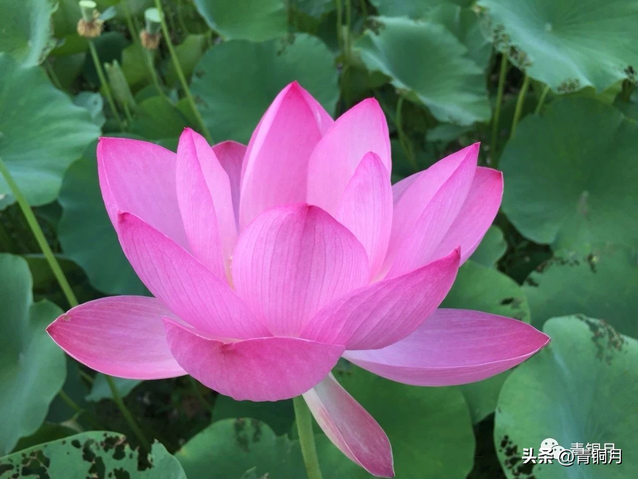 诗词第4册第1课：郁东《我为祖国编一本词典》10万+课程老师讲义