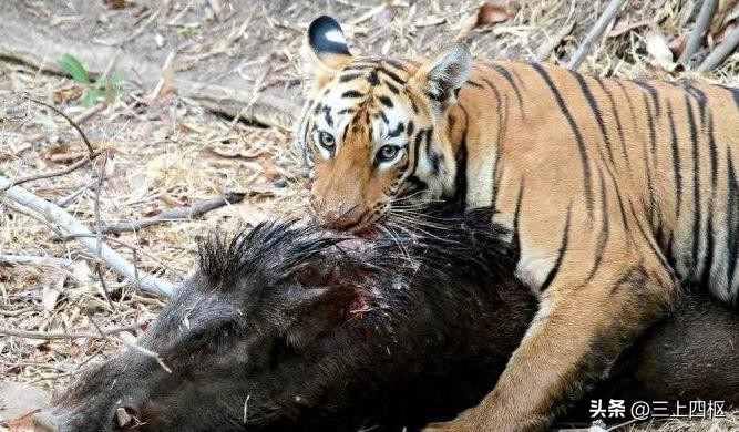 动物园为什么不给熊猫喂肉,为什么不能给动物园的老虎喂猪肉