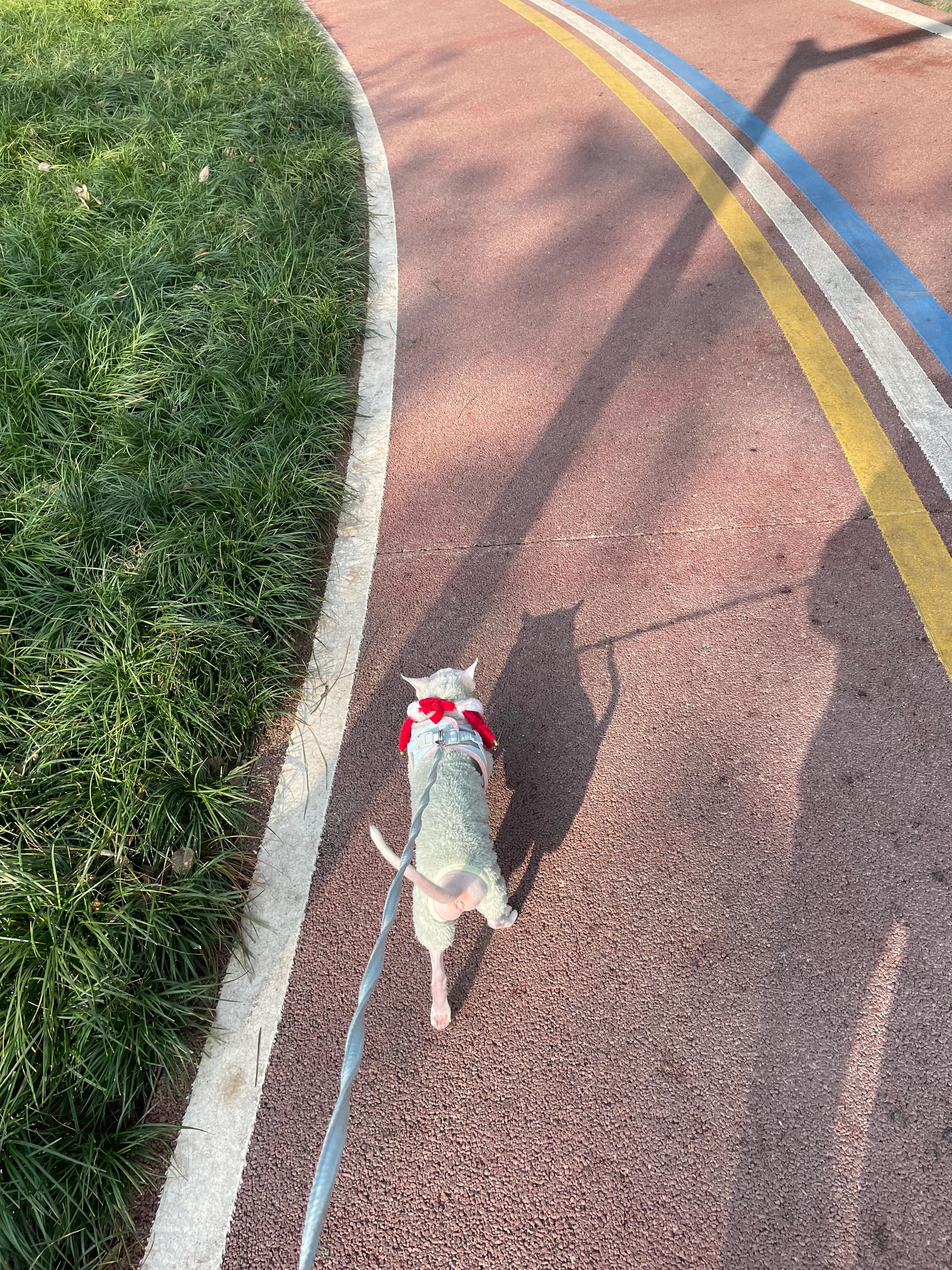 斯芬克斯猫模仿比鲁斯,斯芬克斯猫比鲁斯大人