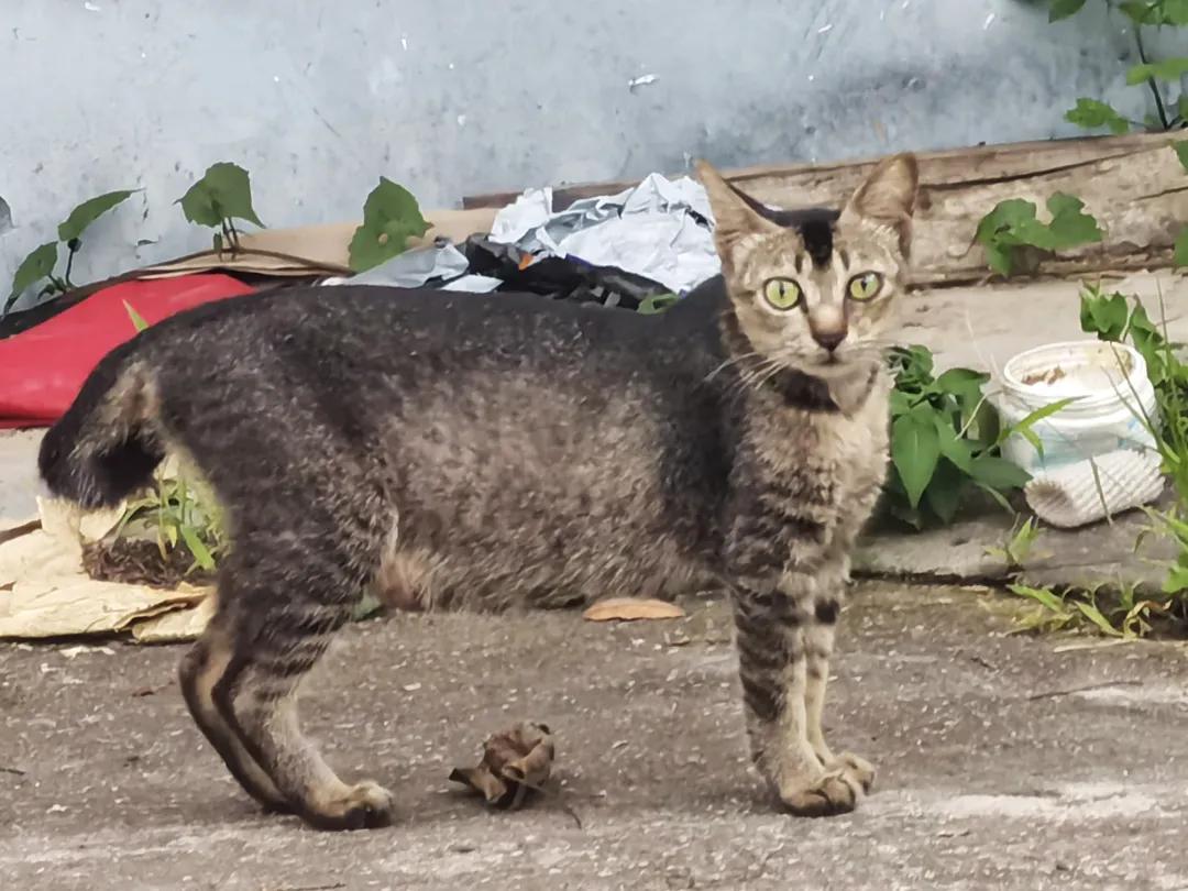 哪种猫招财好养活,哪种猫最招财又好养