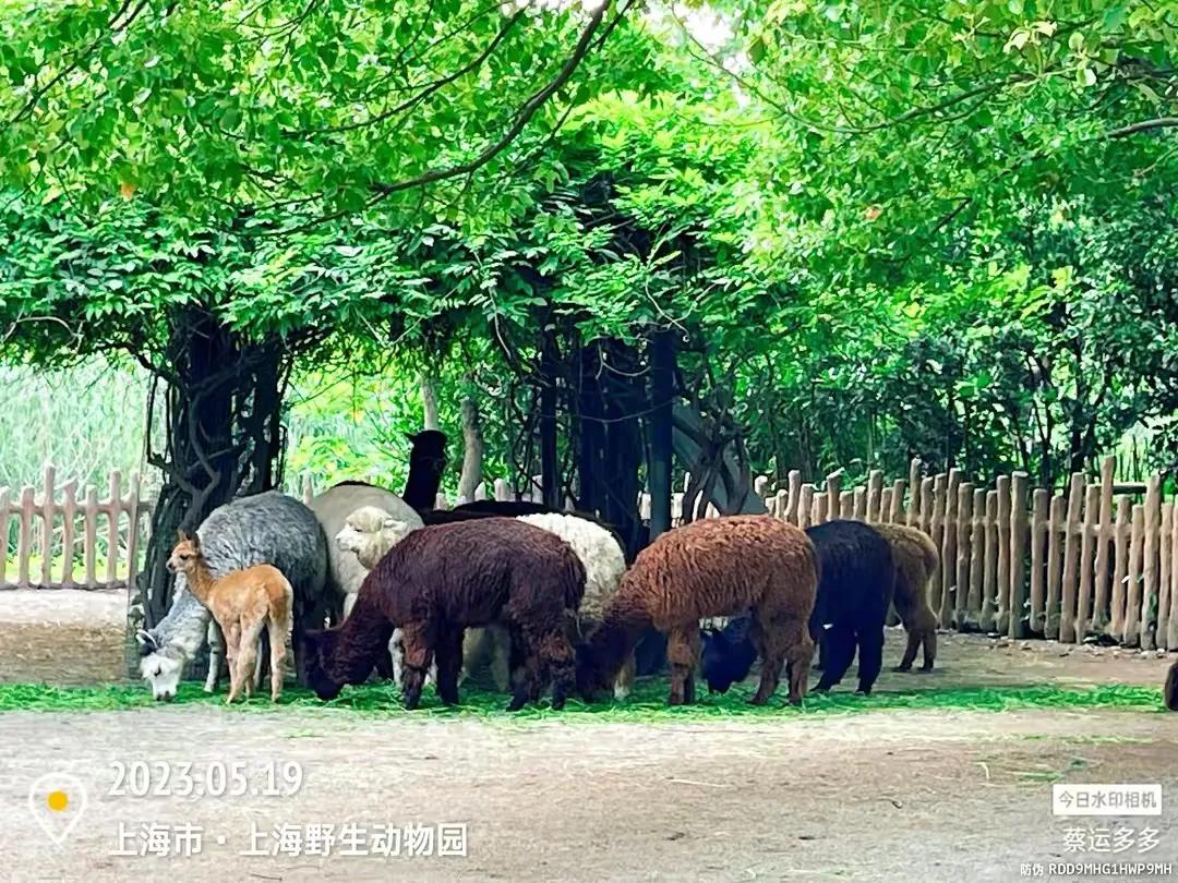 上海野生动物园和上海动物园,上海野生动物园过年营业时间