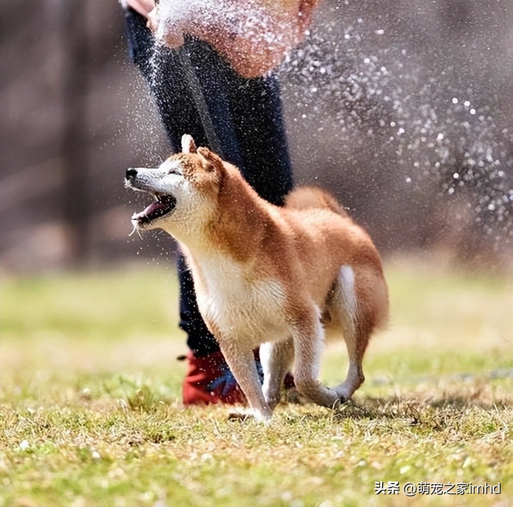 狗狗聪明的十个表现,狗狗聪明的七个表现