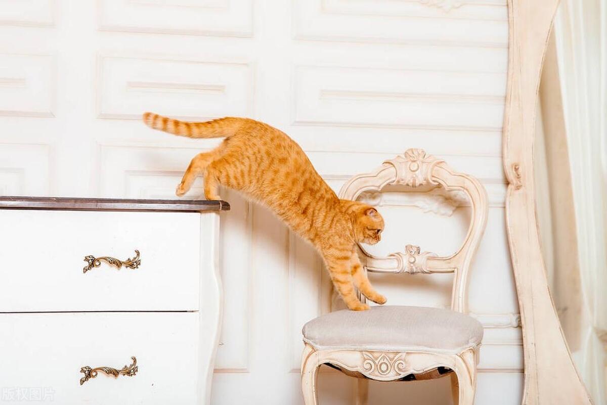 猫半夜跑酷的对策,猫咪半夜跑酷怎么扭转它的作息