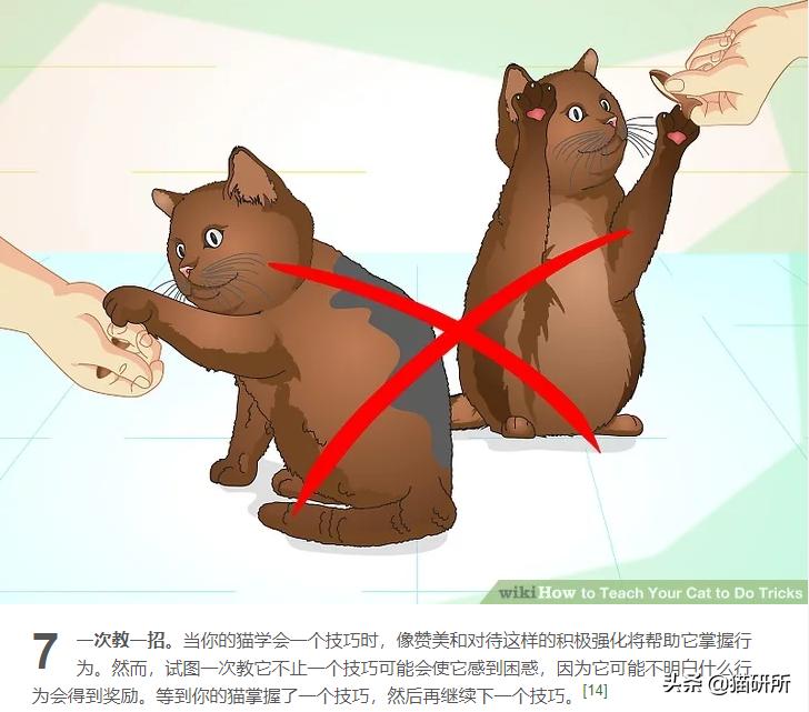 当你亲吻猫咪时它在想什么,情侣亲吻猫咪在想什么