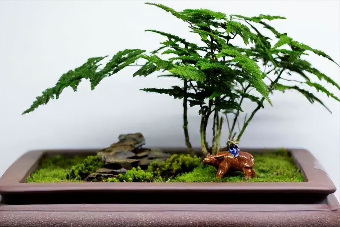 家居摆同一种花最好摆放几盆,摆在客厅的4种花