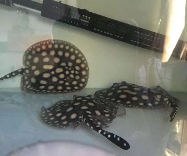 滤材的选择与摆放详解,滤材多久才能养好