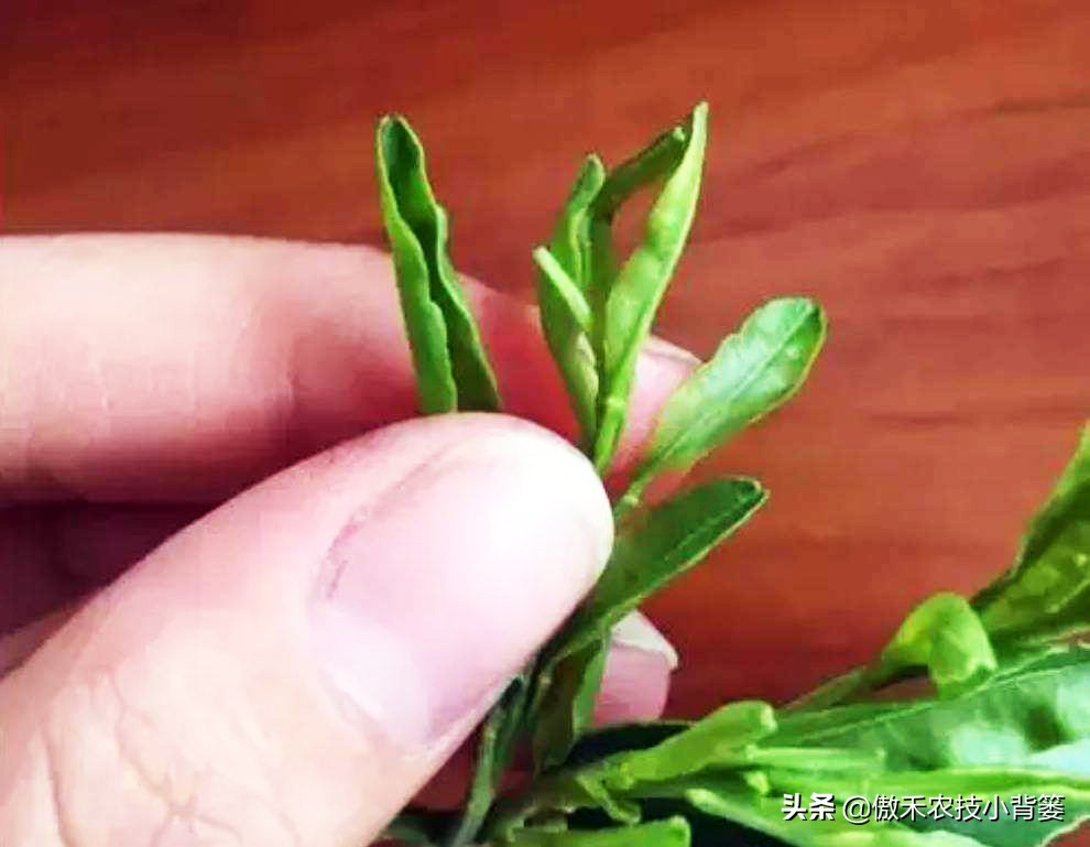 作物缺素原因及症状对照表收藏版,作物缺钼症状