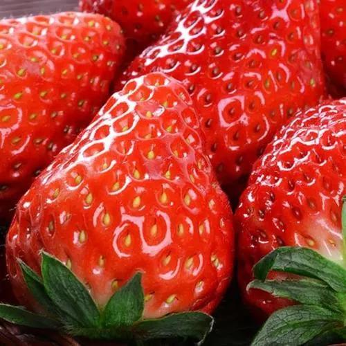 丹东九九草莓多少钱一斤,辽宁丹东东港市九九草莓