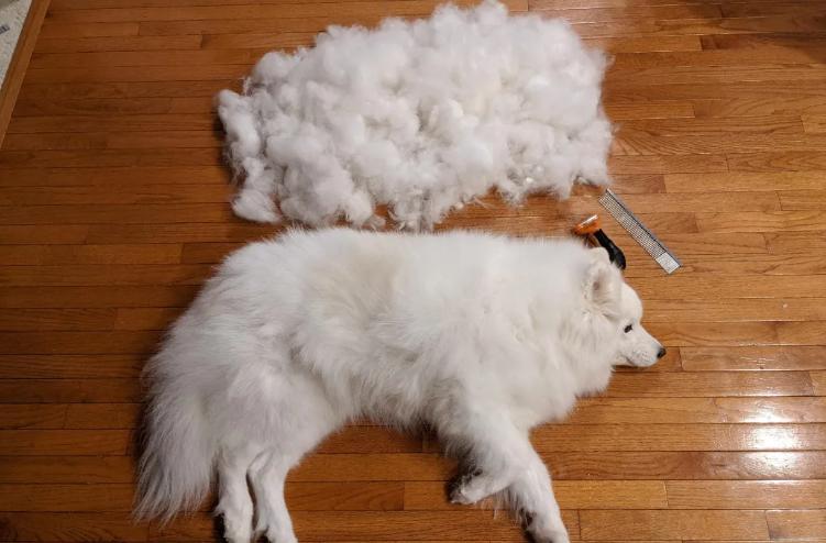 萨摩耶掉毛过程,萨摩耶铲屎官完整版