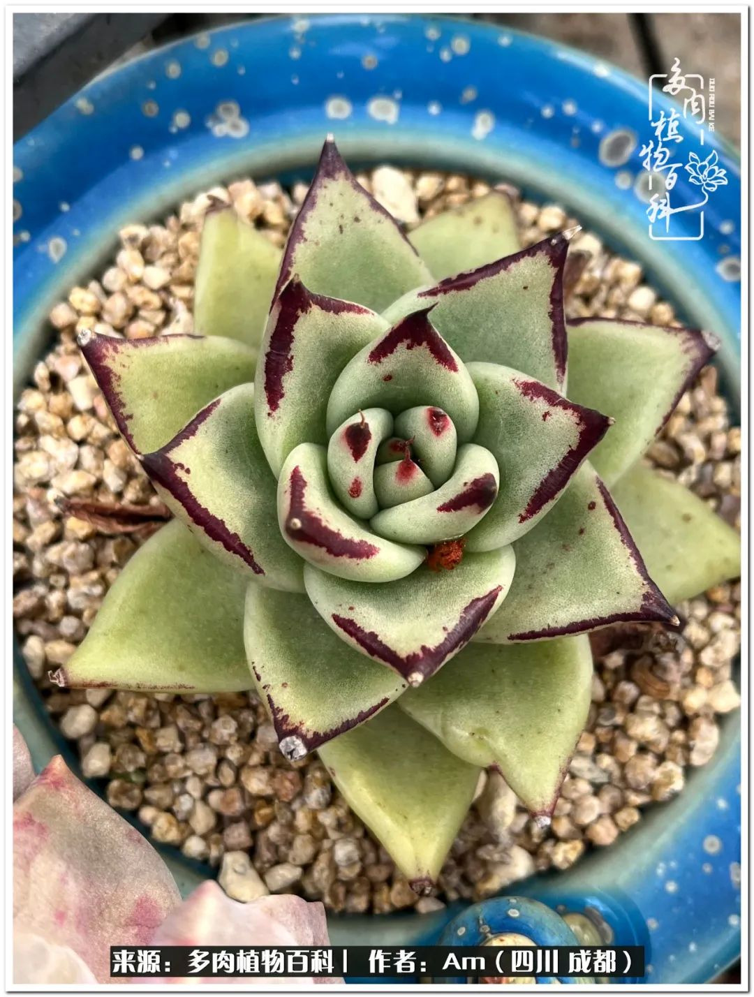 多肉小盆友生活多姿多彩,多肉小精灵福享不停