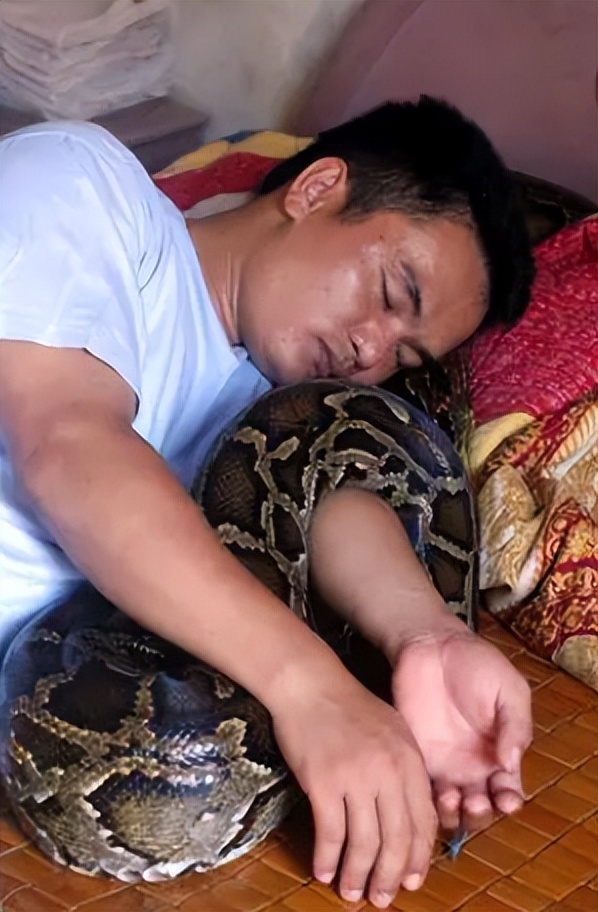 海南报恩巨蟒现况,巨蟒为报恩守护十几年