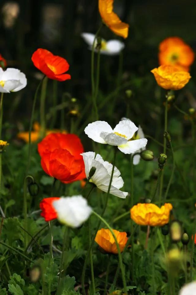 虞美人真的那么好用吗,虞美人香味好闻吗