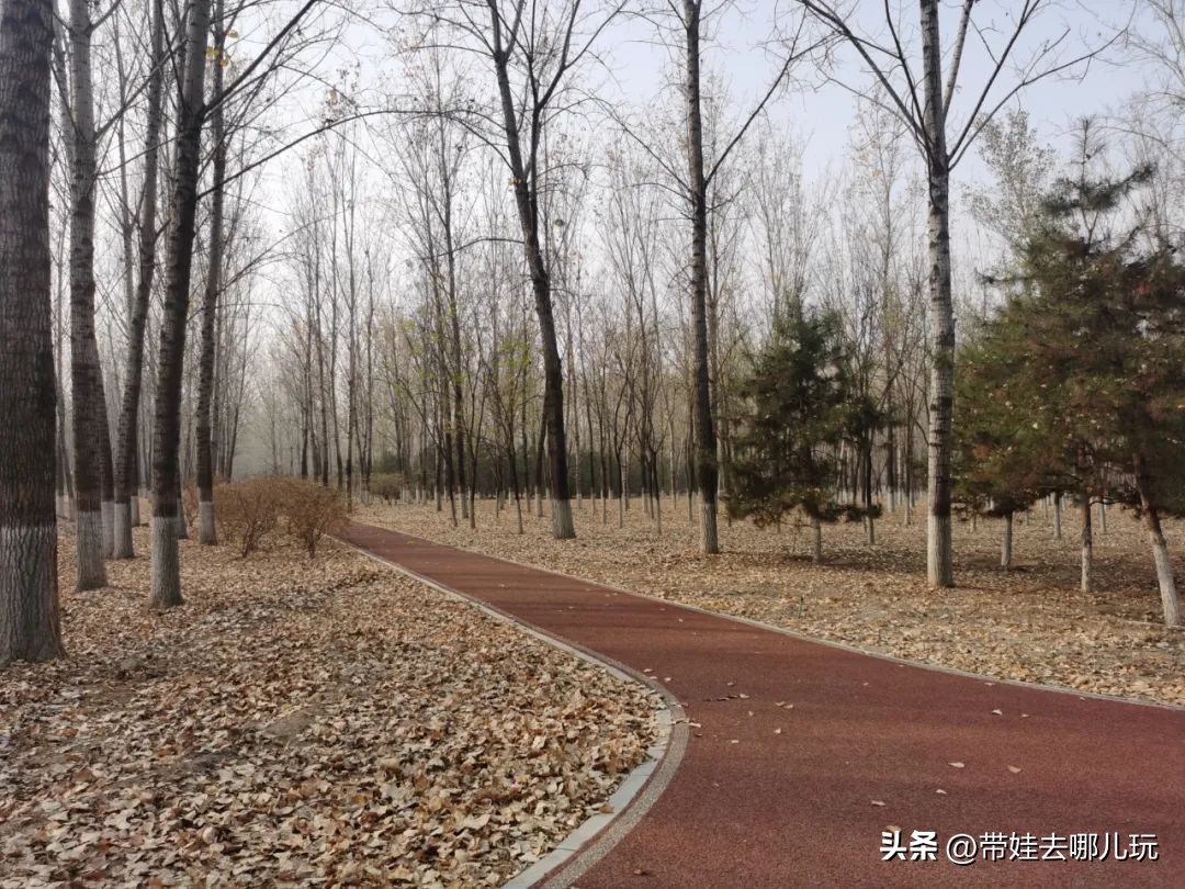 骑行国家森林公园,徒步骑行森林公园