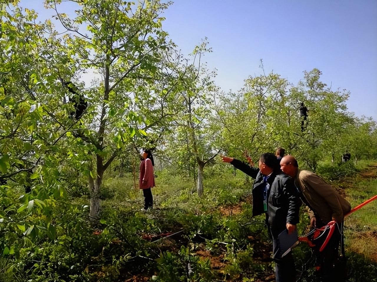 核桃树落果的原因与防治,核桃树怎么防止落果