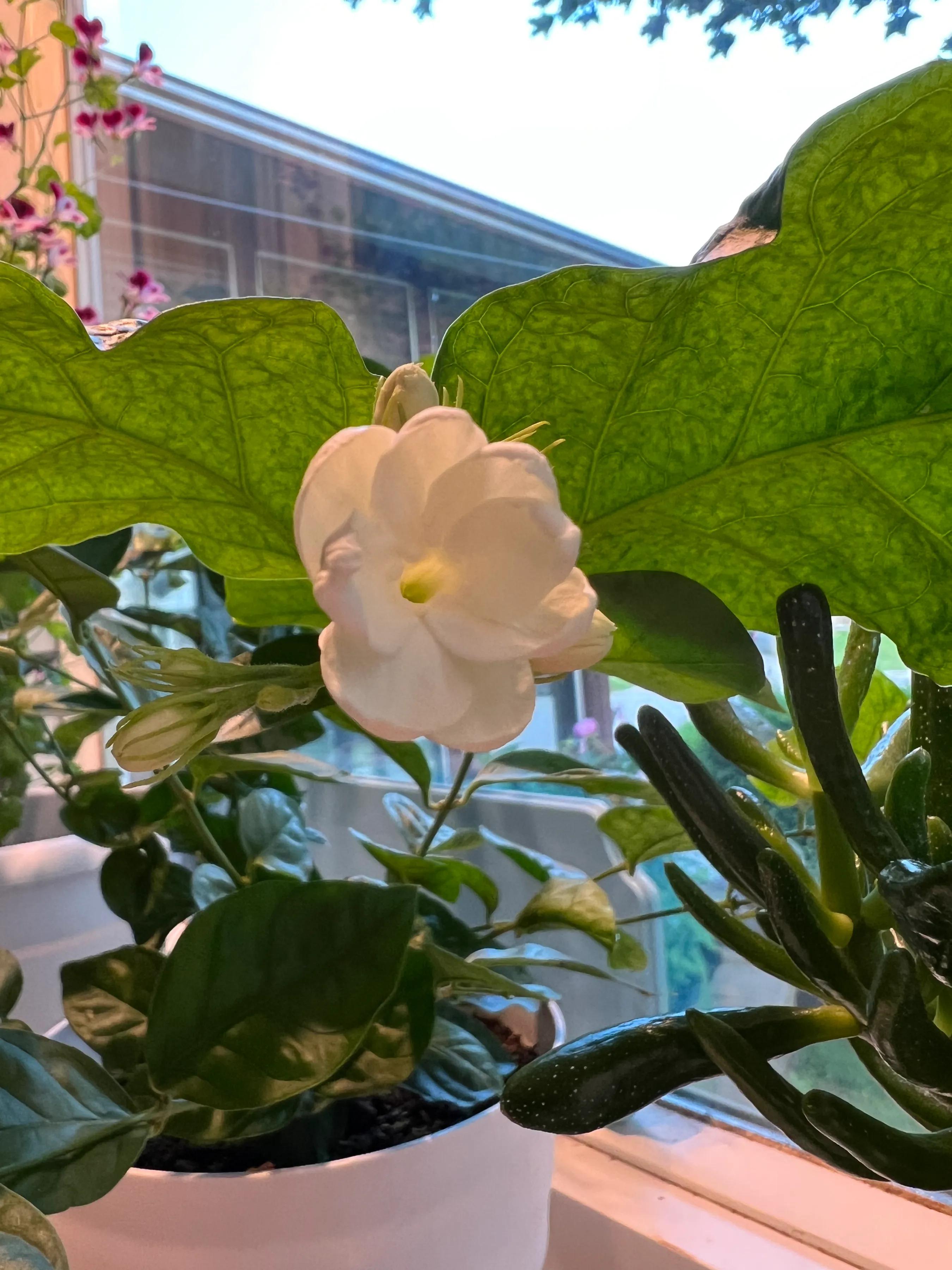 分享六月底七月初我家庭院里盛开的花们