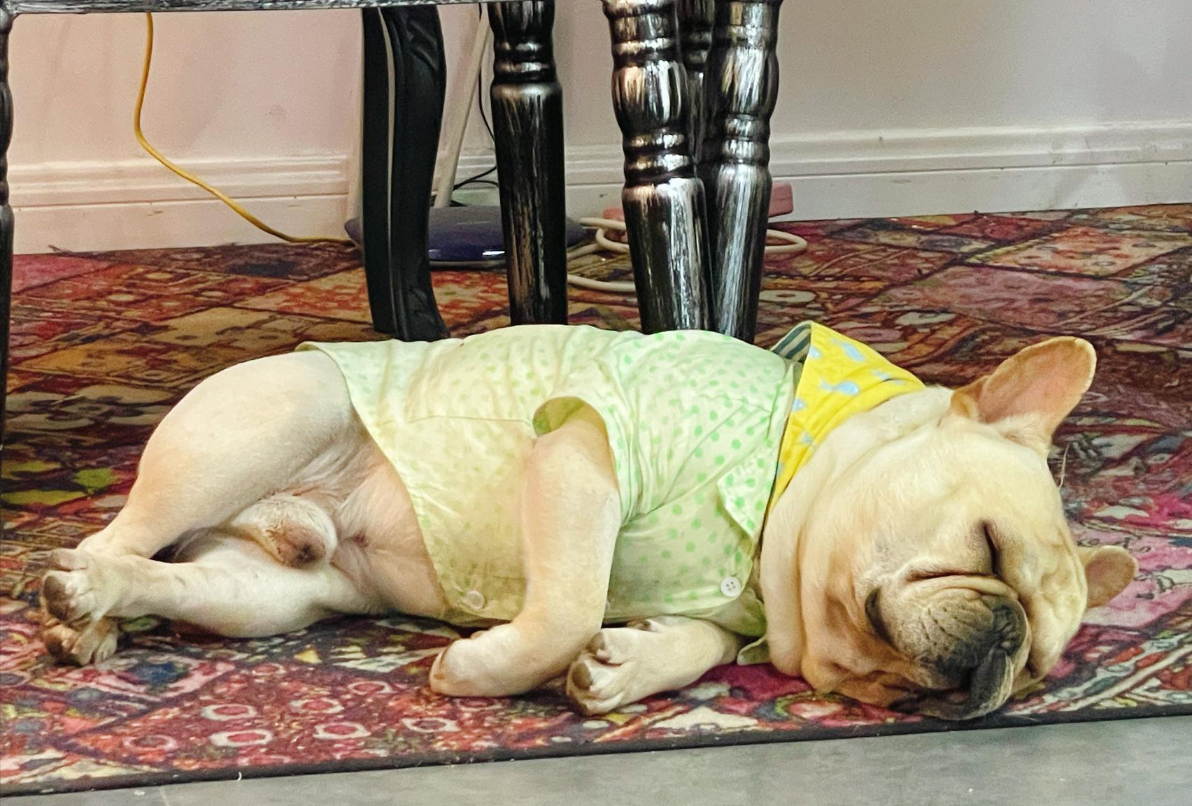 法国斗牛犬老是呕吐怎么回事,法国斗牛犬晚上会像呕吐一样叫