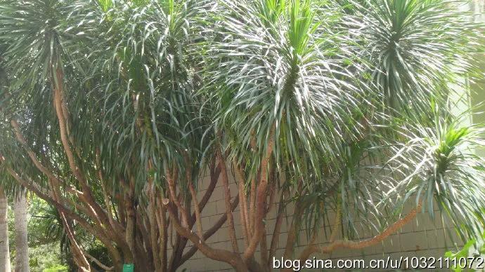 风情三亚之六：兴隆热带植物园