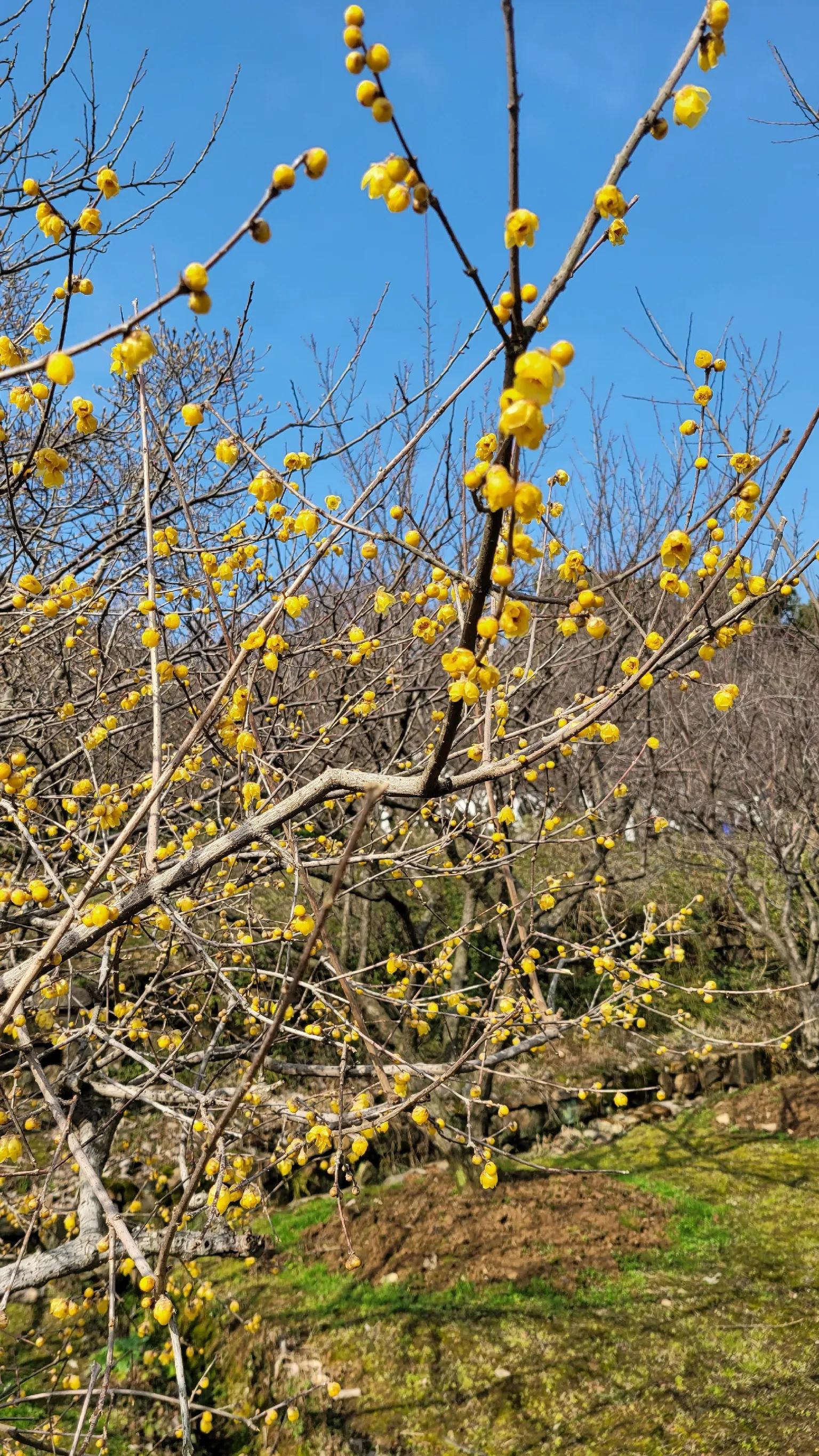 苏州赏梅景点图片,苏州东太湖赏梅攻略