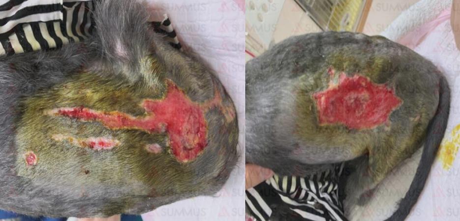 狗狗被烫伤了怎么办？兽医激光治疗仪来帮忙