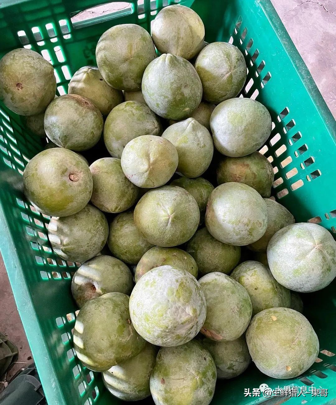 #奇异水果知多少#椰柿、黄晶果、冰淇淋果、巧克力布丁果等