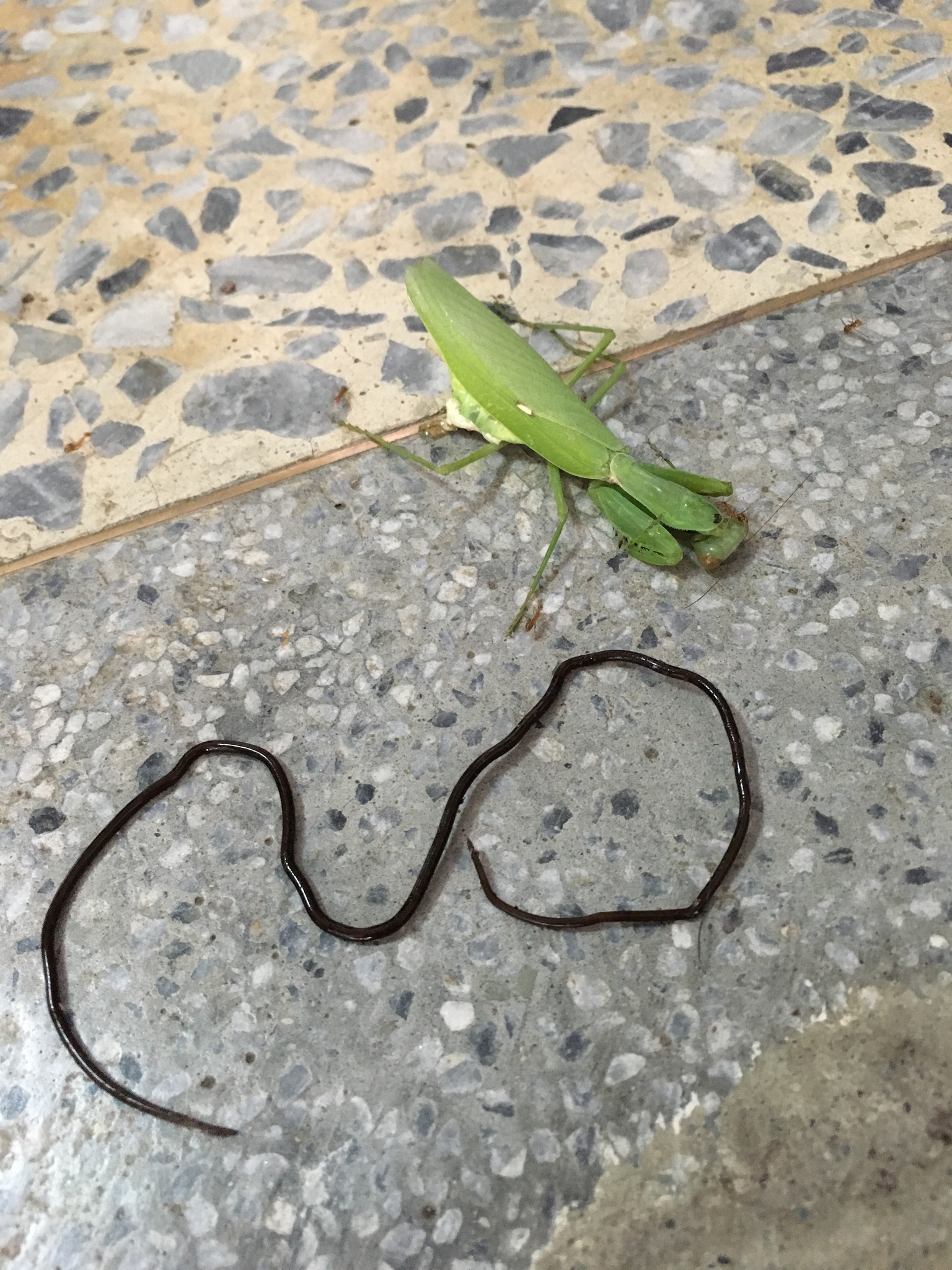 控制螳螂跳水自杀，寄生恶魔铁线虫，是怎么进入宿主身体？