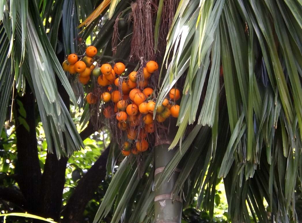 槟榔为什么可以合法种植,槟榔被哪些国家严禁种植了
