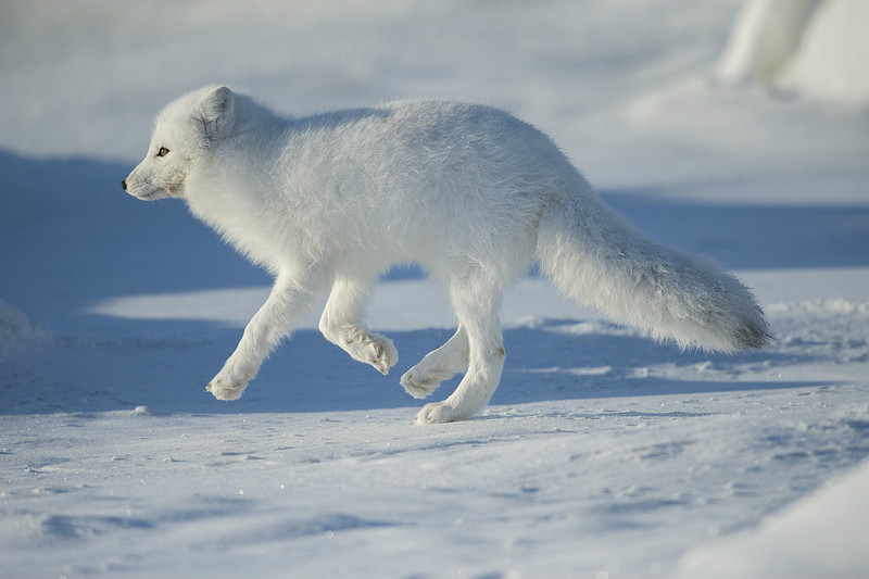 北极狐，认识和了解吗？