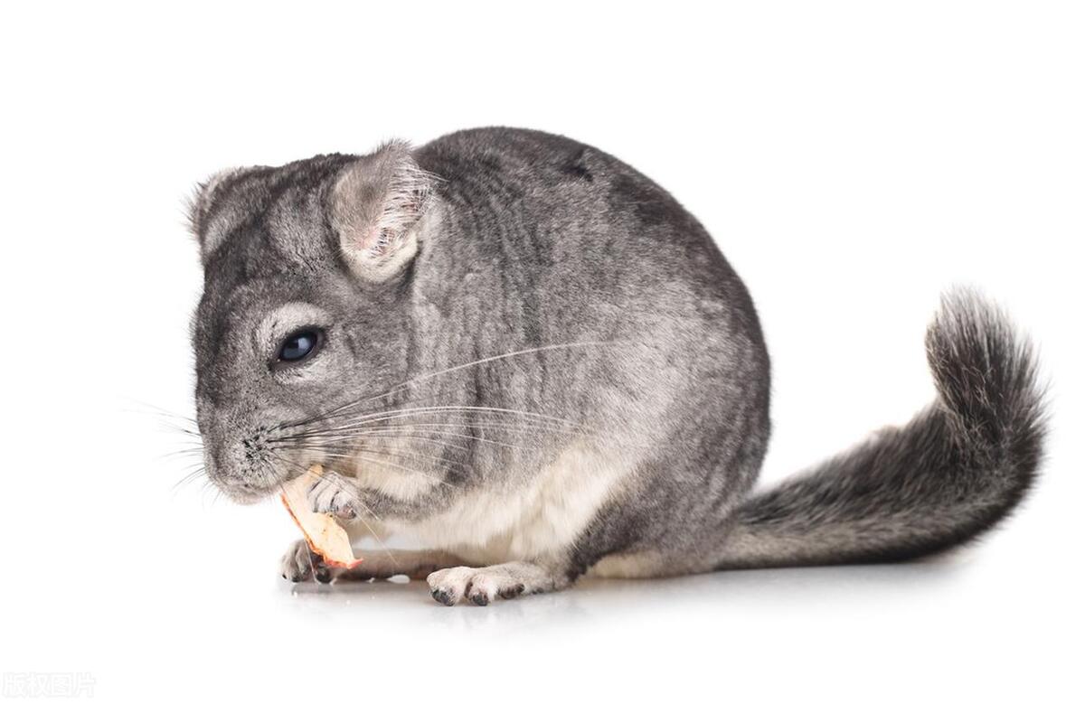 什么龙猫最便宜又好养,龙猫可爱萌图片大全