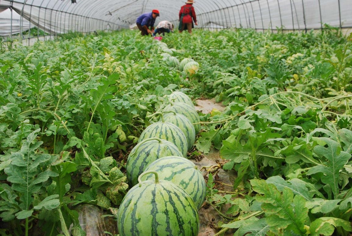 在韩国卖西瓜一个月能赚多少钱,韩国西瓜为什么卖这么贵